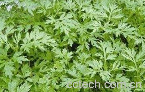 艾草黄酒汤的作用-0