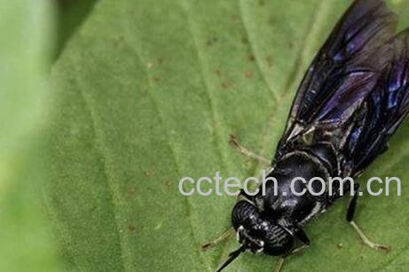 虻虫的功效与作用及药用价值-1