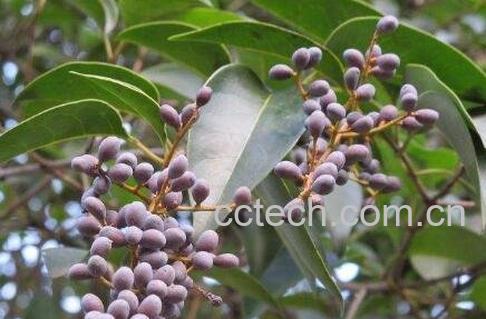 女贞子的功效与作用及禁忌-0