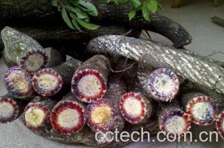 黑血藤的功效与作用-0