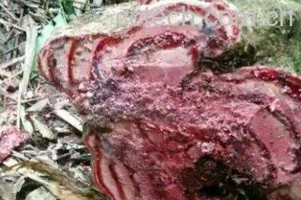 黑血藤的功效与作用-1