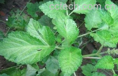 活血连的功效与作用及药用价值-1