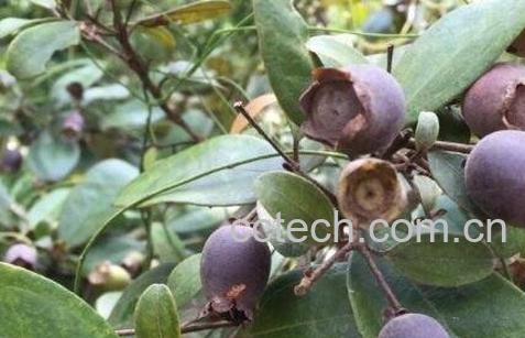 桃金娘的营养价值与食用功效-0