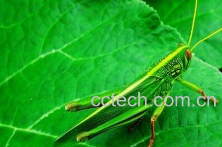 蝗虫的作用与功效及药用价值-1