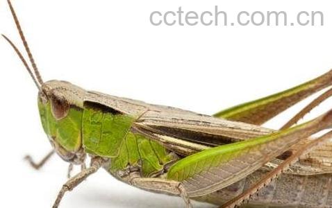 蝗虫的作用与功效及药用价值-0