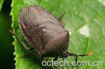 九香虫的功效与药用价值-1