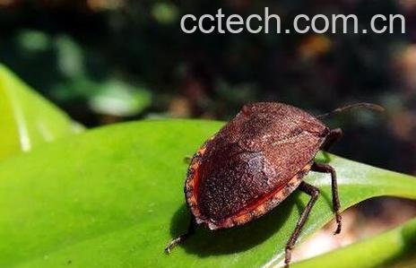 九香虫的功效与药用价值-0