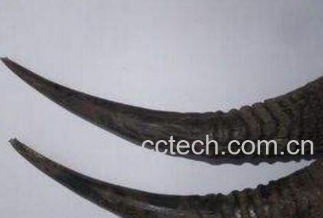 羊角的药用价值与副作用-1