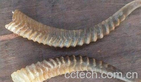 羊角的药用价值与副作用-0