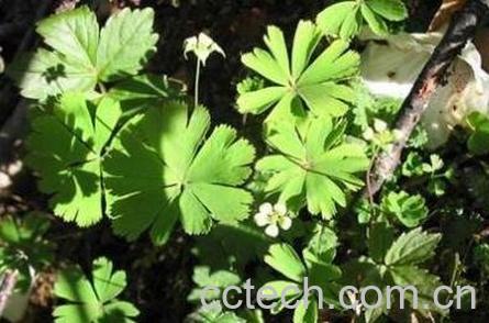 大独叶草功效与副作用-1