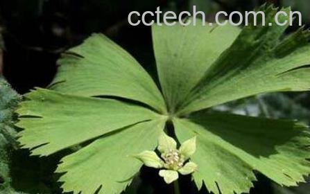 大独叶草功效与副作用-0