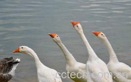 鹅苦胆的功效与作用-1