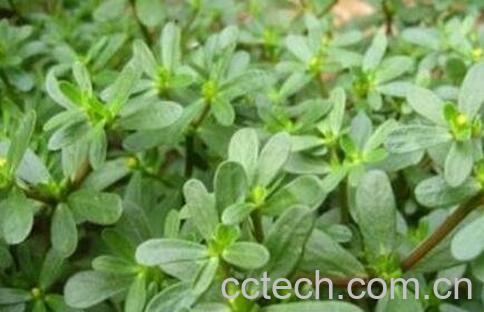 老鼠耳的功能与作用及禁忌-0