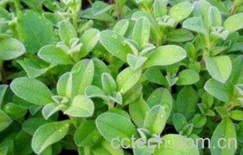 老鼠耳的功能与作用及禁忌-1