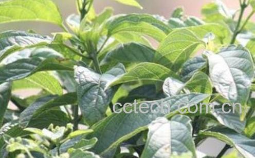 七星树的功效与作用及药用价值-0