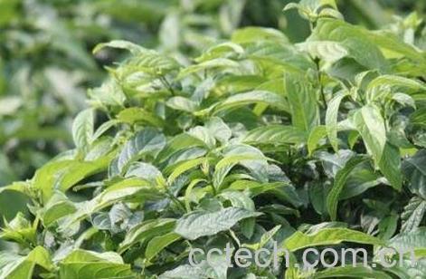 七星树的功效与作用及药用价值-1