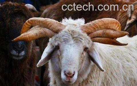 绵羊角的功效与作用及鉴别方式-0