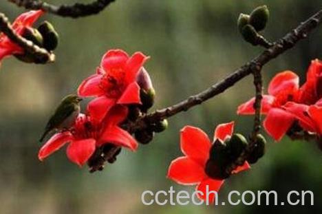 木棉花根的功效与禁忌-0