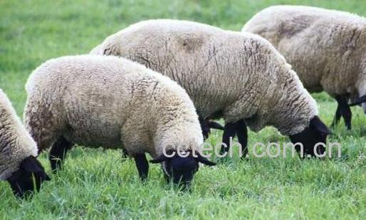 绵羊角的功效与作用及鉴别方式-1