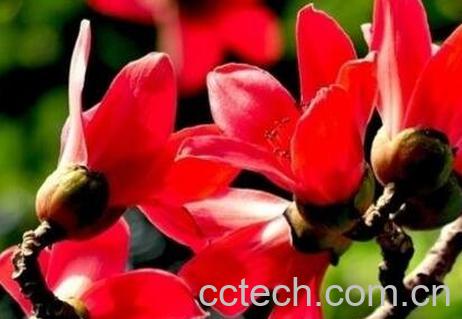 木棉花根的功效与禁忌-1