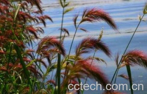 禾狸尾的功效与作用及药用价值-0