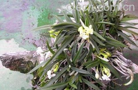 风兰的功效与作用及药用价值-1