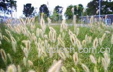 禾狸尾的功效与作用及药用价值-1