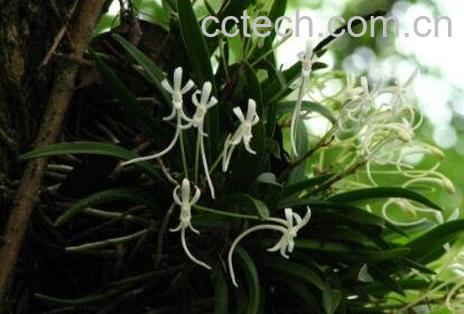 风兰的功效与作用及药用价值-0