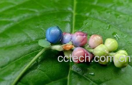 扛板归的功效用法及副作用-1