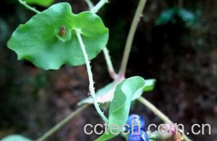 扛板归的功效用法及副作用-0