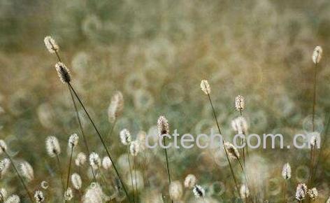 狐围草的作用与价值-1