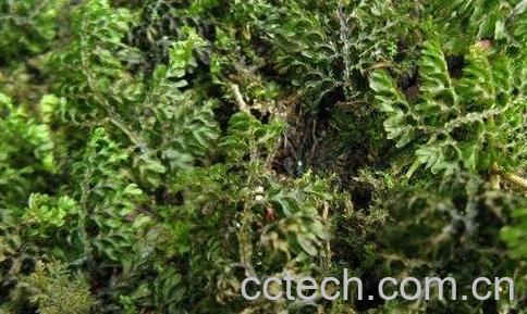 独蕨蕨的功效与常见用法-0