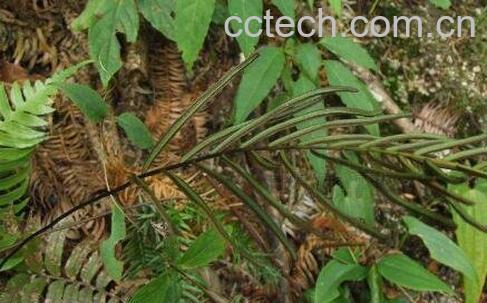 独蕨蕨的功效与常见用法-1