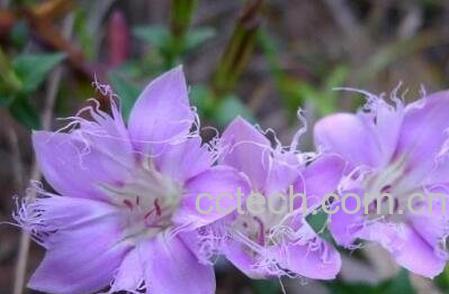 红花龙胆的功效与作用 红花龙胆的药用价值-0