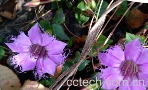 红花龙胆的功效与作用 红花龙胆的药用价值-1