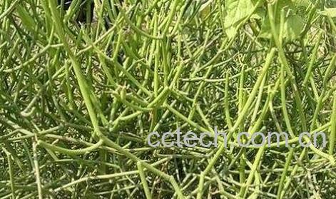 龙角草的功效与作用及形态特征-0