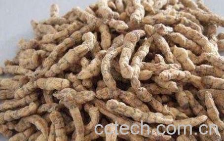 凉山虫草的药用价值-0