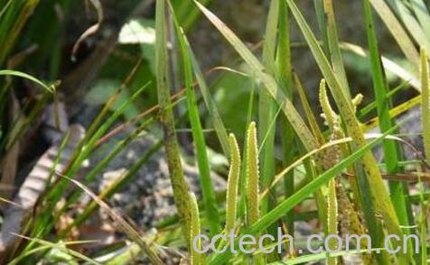 金钱蒲的功效与作用及用法-1