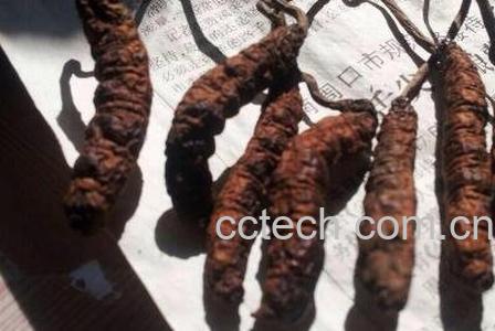 凉山虫草的药用价值-1