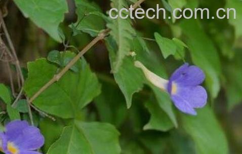 老鸦嘴功效与作用-0