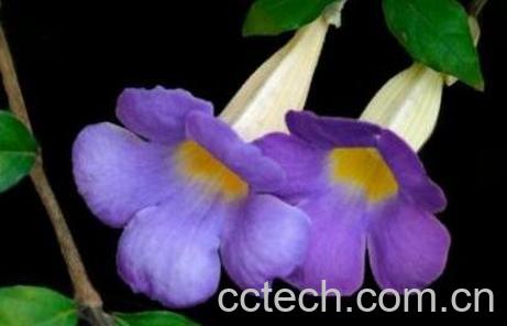 老鸦嘴功效与作用-1