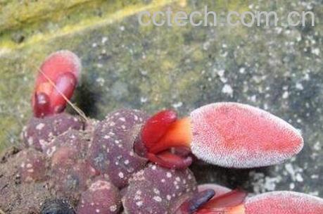 葛菌的功效与作用-0