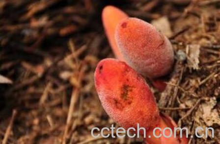 葛菌的功效与作用-1