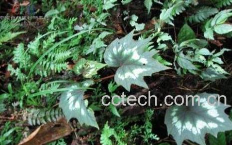 列叶秋海棠的功效与作用-1