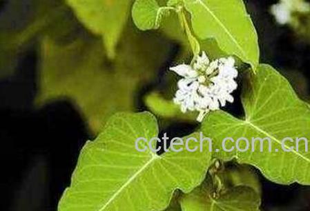 中药隔山消的副作用与功效-0