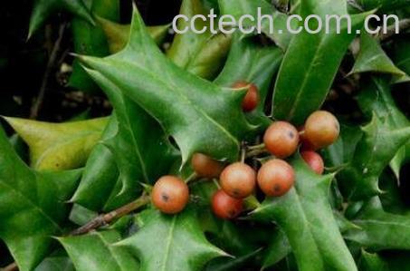 老鼠刺树的药用价值-1