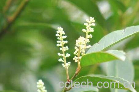 老鼠刺树的药用价值-0