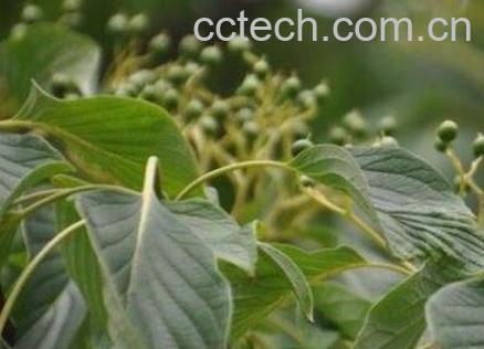 灯台树皮的功效与作用-1