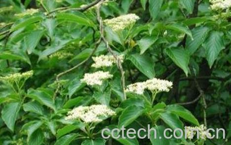 灯台树皮的功效与作用-0