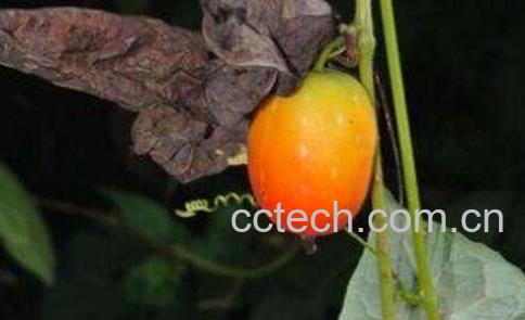 茅瓜的功效与作用-1